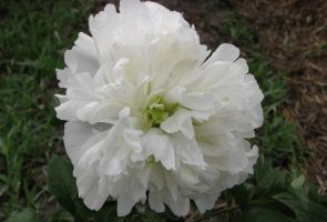 Peony Duchesse de Nemours